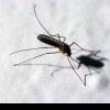 OMS: Febra denga rămâne o ameninţare globală. Peste trei milioane de cazuri au fost confirmate în 90 de țări, inclusiv în Europa