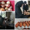 FOTO. Măicuțele de la Mănăstirea Timișeni-Șag au vopsit aproape 1.000 de ouă pentru masa de Paști