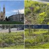 VIDEO. Copaci, plante perene și sistem de irigații în scuarul din mijlocul Pieței Bălcescu. Cum arăta înainte