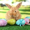 Legătura dintre sărbătorile de Paște și iepure: Mituri și legende despre tradiția Iepurașului de Paște