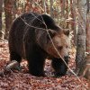 O ursoaică cu trei pui depistați în municipiul Blaj în Valea Vezii. Cetățenii, avertizați prin mesaj RO-Alert