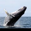 La 100 de ani după ce au fost ­considerate dispărute, balenele sei au reapărut în largul coastelor Patagoniei