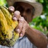 CREȘTERI DE PRODUCȚIE Va domina Brazilia și piața de cacao?