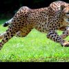 GHEPARDUL Cel mai rapid animal terestru din lume, pe cale de dispariție