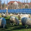 PARCURI AGROVOLTAICE În Australia oile sunt folosite pentru a întreţine gazonul din viitoarele afaceri ecologice