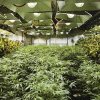 SPANIA  Traficanții de droguri improvizează plantații de marijuana în depozite industriale