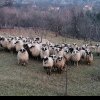 SUBVENȚII APIA Noi subvenții pentru crescătorii de oi