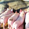 Zece ferme de reproducție porc și pasăre se construiesc la Buzău