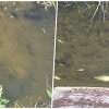 Dezastru ecologic în Cluj! Sute de pești au murit după ce apa sărată de la Parcul Balnear Toroc a ajuns pe Valea Seacă - FOTO