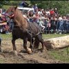 FORȚĂ și FRUMUSEȚE la Concursul de cai de tracțiune din Gilău, județul Cluj. O tradiție veche și frumoasă, dar oare e bine ce le facem animalelor? VIDEO