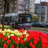 Liniile de transport din Cluj care vor circula pe trasee deviate în Duminica Paștelui