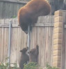 N-ai văzut ceva mai drăguț decât asta: O ursoaică își ajută puiuții să treacă peste un gard - VIDEO