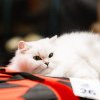 Peste 100 de pisici pot fi admirate în acest weekend la o competiție internațională organizată la Iulius Mall! Vezi drăgălașele feline - FOTO