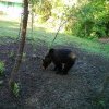 Urs surprins în curtea unei cabane din Cluj! Ce trebuie să faceți dacă dați peste un astfel de animal