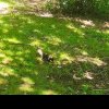 Veverița neagră, văzută la treabă și în parcurile Clujului! Animalul simpatic, surprins de o clujeancă - FOTO