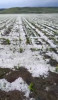 Vremea rea a lovit din nou/ Culturi agricole acoperite de grindină, în apropiere de Huşi. Imagini cu stratul de gheață – VIDEO