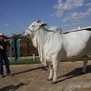 Cea mai scumpă vacă din lume trăiește la o fermă din Brazilia. Viatina este păzită de un gardian înarmat VIDEO