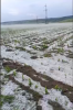 Grindină și averse lângă Huși, în județul Vaslui: gheața a afectat culturile agricole