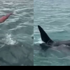 Un neozeelandez a fost amendat după ce a sărit dintr-o barcă pe o orcă, încercând să o scufunde: „Stupid și iresponsabil” | VIDEO