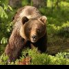 Urși văzuți în fondurile de vânătoare Ileanda, Zalău și Fildu de Jos