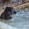 VIDEO Moment de joacă şi relaxare pentru un urs de la Zoo Braşov