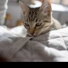 Ce înseamnă când pisica te privește în timp ce dormi? Semnificația ascunsă din spatele acestui gest