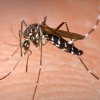 Primul vaccin contra unei infecții transmise de țânțarul tigru, aprobat de EMA