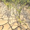 Ministerul Agriculturii va despăgubi fermierii afectați de secetă