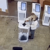 O femeie care a turnat vopsea într-o urnă de vot la alegerile prezidențiale din Rusia a fost condamnată la „muncă corecțională”