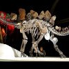 Un vânător de dinozauri a ieșit la plimbare de ziua lui și a descoperit o fosilă care îi va aduce acum milioane de dolari