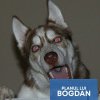 Suspect de promovare fake news, Planul lui Bogdan a dispărut de pe internet. Internauții sugerează că liberalii l-au aruncat la câine