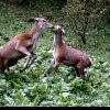 VIDEO: Distracție în Parcul Național Munții Rodnei! Doi cerbi tineri, surprinși jucându-se în iarba verde