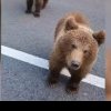 VIDEO Gest inconștient al unui șofer pe Transalpina. Bărbatul cheamă un urs la el. Ce a urmat