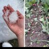 Furtuna a făcut ravagii în Cluj: Grindina a distrus plantații de fructe și un an de muncă pentru o afacere de familie