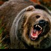 IMAGINI cu ursul din județul Cluj: A fost fugărit de un cățel pe ulița satului