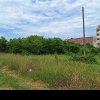 Sancțiuni pentru iarbă necosită. Peste 500 de terenuri cu ambrozie, identificate în Timișoara