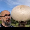 Ciupercă uriașă descoperită de un clujean/ ”O fi ceva record mondial. Personal, cu siguranță!”- FOTO