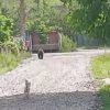 VIDEO. Urs pus pe fugă de un cățel curajos într-o localitate din Cluj! Un localnic a reușit să surprindă momentul
